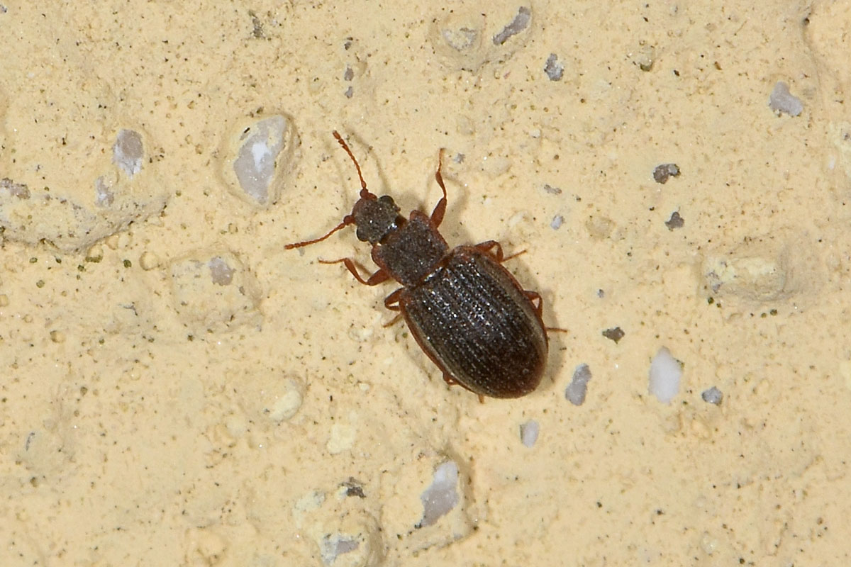 Latridiidae: Stephostethus sp?  S, S. angusticollis e Latridius minutus (cfr.)